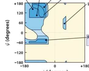 <p>Where are the general locations of the alpha helix and beta sheets</p>