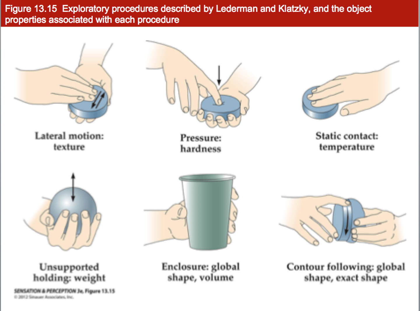 <p>- ability to acquire information about <strong>properties of objects</strong> (e.g. size, weight) by <strong>handling/touching them</strong>.</p>