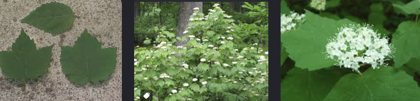 <p>Viburnum acerfolium</p>