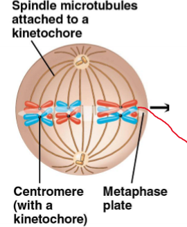 <p>metaphase I</p>