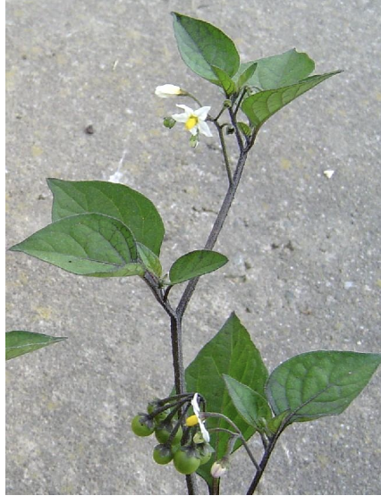 <p><strong>Plant family:</strong> Solanaceae<br><strong>Life cycle:</strong> Summer annual<br><strong>Key persistence/spread:</strong> Large seed production; berries eaten and spread by birds<br><strong>Farming systems:</strong> Arable cropping, new pastures, gardens</p><p><strong> How to identify</strong></p><p>Is an upright, branching summer annual that germinates once soils warm in spring. Plant size varies greatly depending on competition, ranging from small flowering plants to dense, bushy individuals over one metre tall. Stems are soft and green, often developing a purple tint with age or stress.</p><p>Leaves are thin, soft, and oval to diamond‑shaped with smooth or slightly wavy margins. They are carried on petioles and give the plant a lush, leafy appearance. Flowers are small, white, and star‑shaped with yellow anthers, typical of the potato family, but are often overlooked.</p><p>The most diagnostic feature is the fruit: smooth, round berries carried in clusters. These ripen from green to black and persist on the plant late into the season. Birds readily eat the fruit, spreading the seed widely.</p>