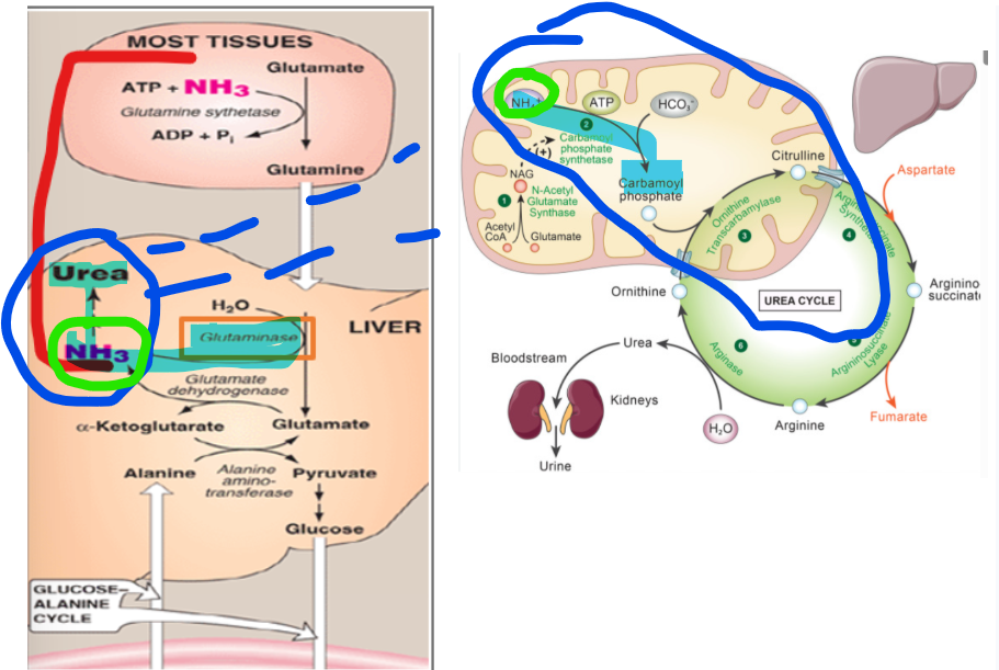 <p>Once glutamine reaches the liver, it must be processed to release its nitrogen for entry into the urea cycle. This is accomplished by the enzyme glutaminase, which catalyzes the hydrolytic deamination of glutamine to produce glutamate and free ammonia.</p><p></p><p>Why is it important that this reaction occurs within the mitochondria of hepatocytes and being in the same compartment in which the urea cycle begins</p>