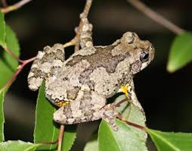 <p><span>Rough skin, camouflaged gray or green, dark bordered whitish patches beneath eyes</span></p>