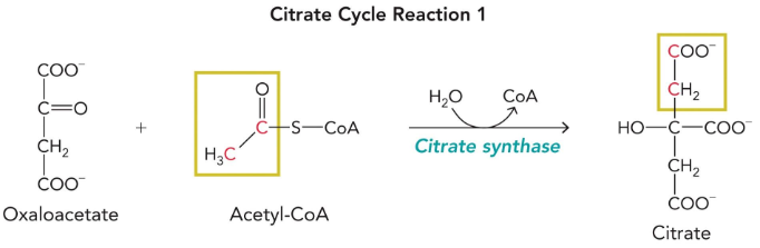<p>Citrate synthase</p>