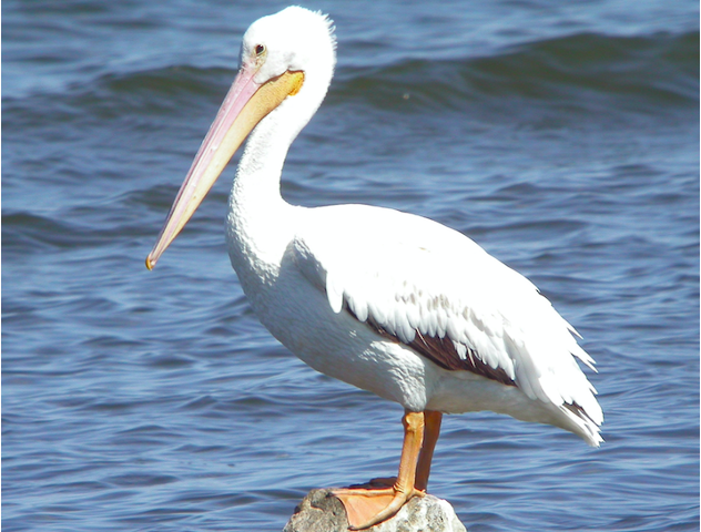 <p>Species, family, order?</p>