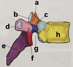 <p>label (e-h) lateral aspect of thoracic vertebra</p>