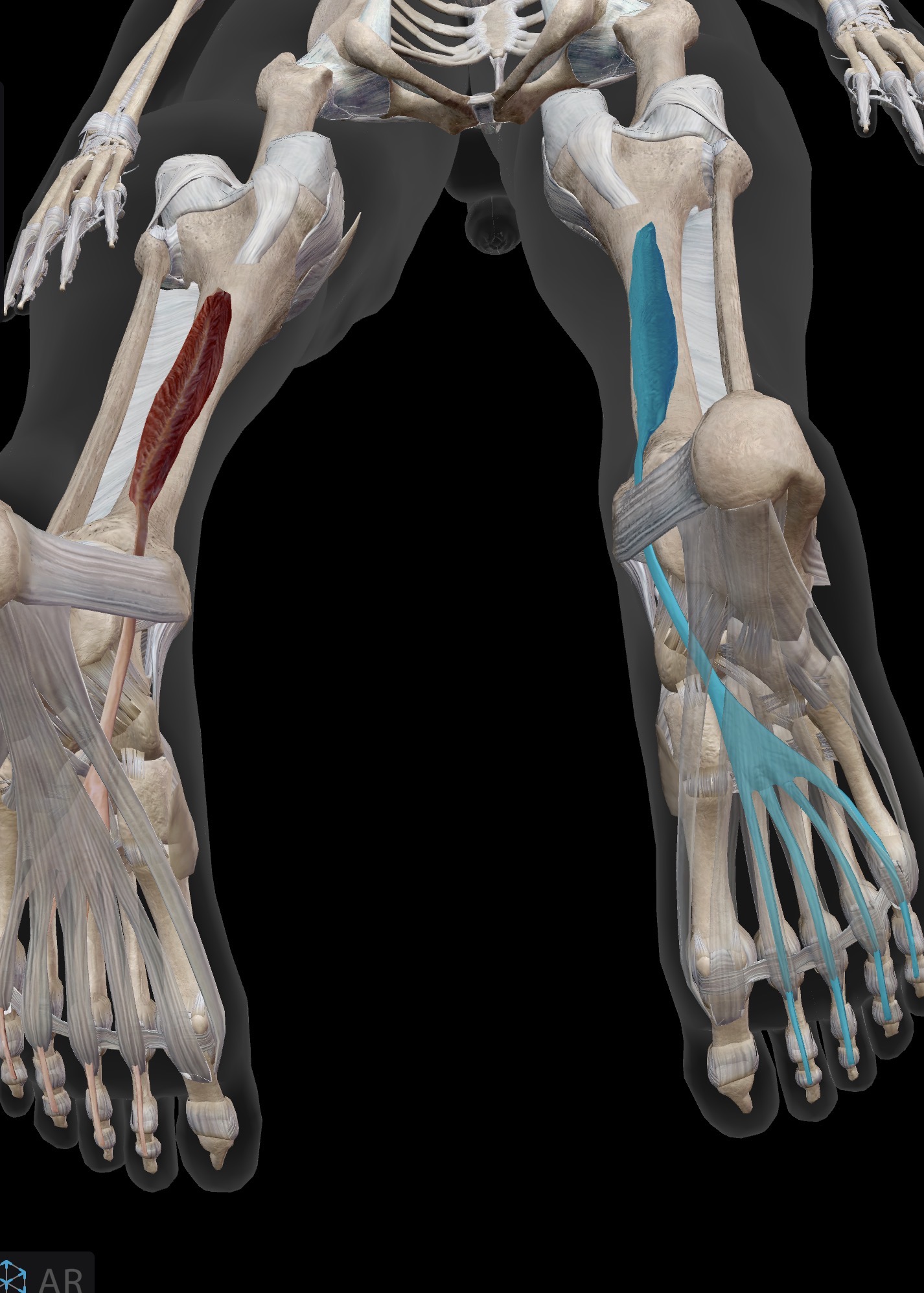 <p>Flexor digitorum longus</p><p>O: Posterior leg, below the knee</p><p>I: Plantar aspect of distal phalanges of 2nd-5th toes via 4 tendons</p><p>A: Flexion of the 2nd-5th toes</p><p>IN: Tibial nerve</p>