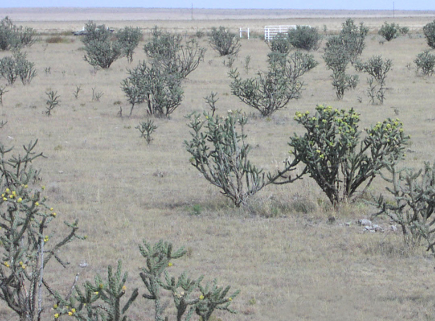 <p>Kill the stems and canes… and the roots</p><p>Herbicide</p><ul><li><p>Spray with Picloram</p></li><li><p>Be sure to cover all stems!</p></li></ul><p>Mechanical</p><ul><li><p>Power Grubbing when soil moisture is good (to ensure root removal)</p></li></ul><p></p>