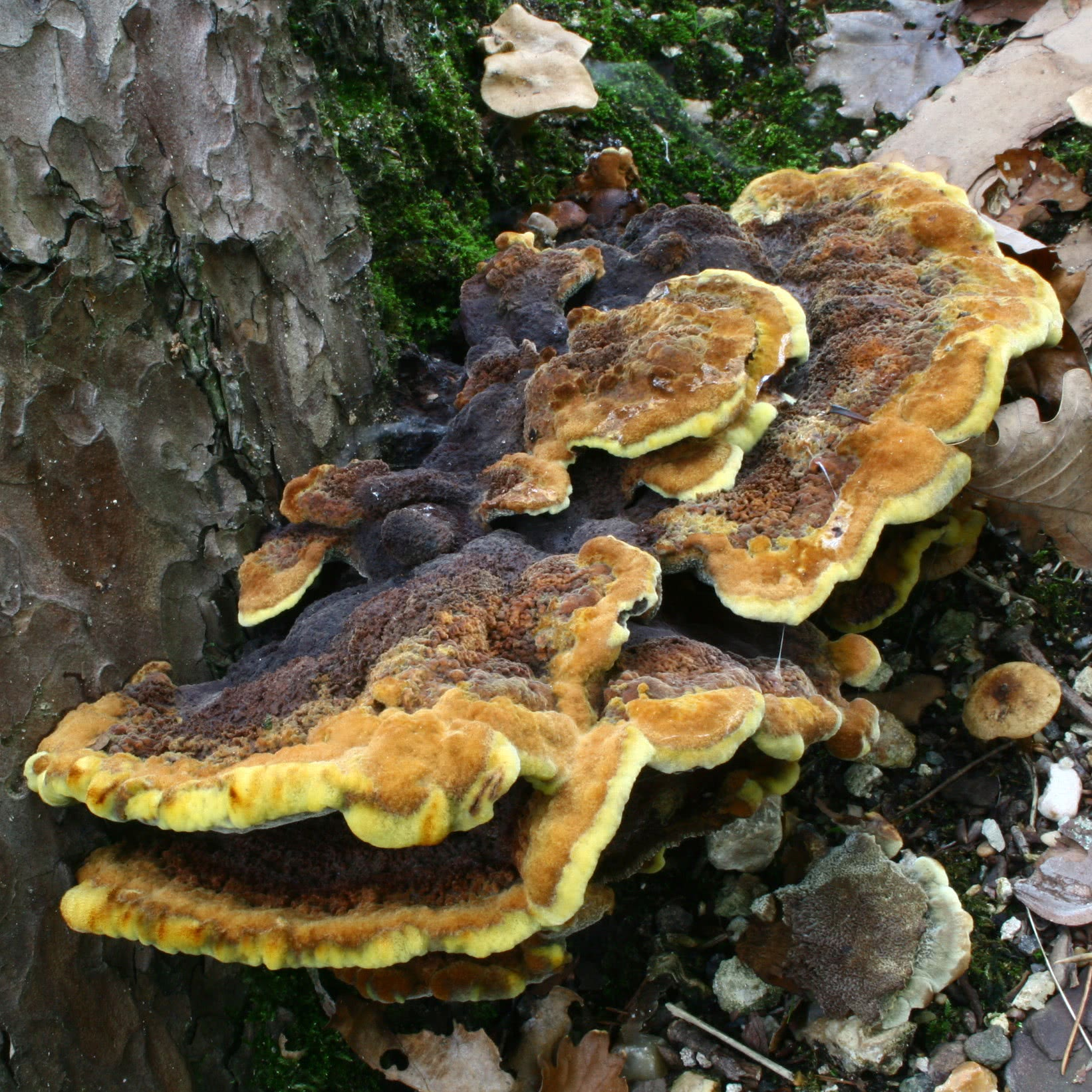 term image