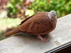 <p>turtle dove</p>