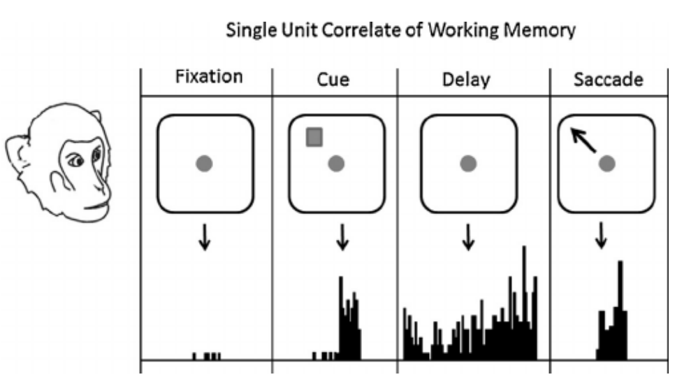 <ul><li><p>To complete the task, the <span style="color: red;">animal must maintain a representation of the stimulus (food in well) and focus on the goal (point to well) during delay</span></p></li><li><p>PFC neurons might fire during the delay period (<strong>task-relevant neurons</strong>) and such cells could be responsive to NA stimulation*</p></li></ul><div data-type="horizontalRule"><hr></div><ul><li><p>there is representation of information in its absence (during delay period) that allows this task to work</p></li><li><p>PFC neurons still fire even when visuals are removed (they are responsive to NA signals)</p></li></ul><p></p>