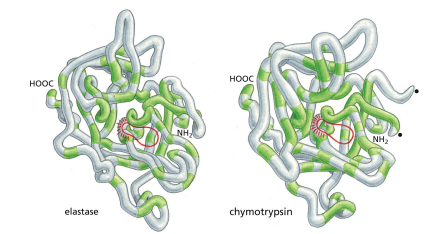 <p>Protein are organized into families based on homologous domains </p><p>Ex:THe serine protease in the pic carry the same job but on dif subtrates </p>