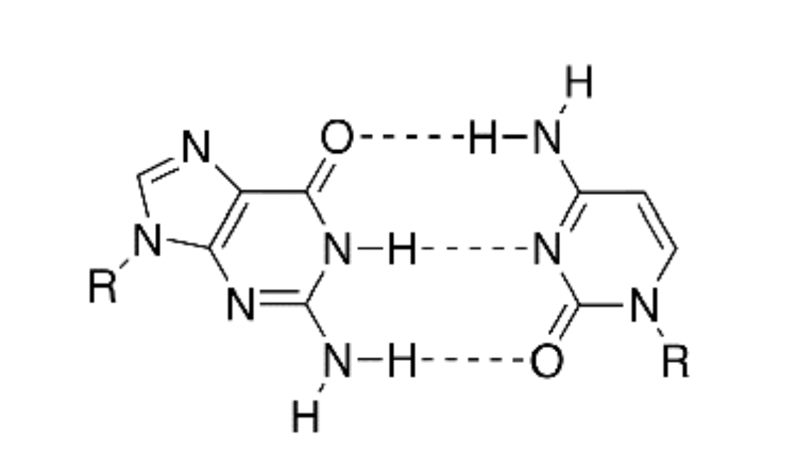 <p>what two bases are taking part in these hydrogen bonds</p>