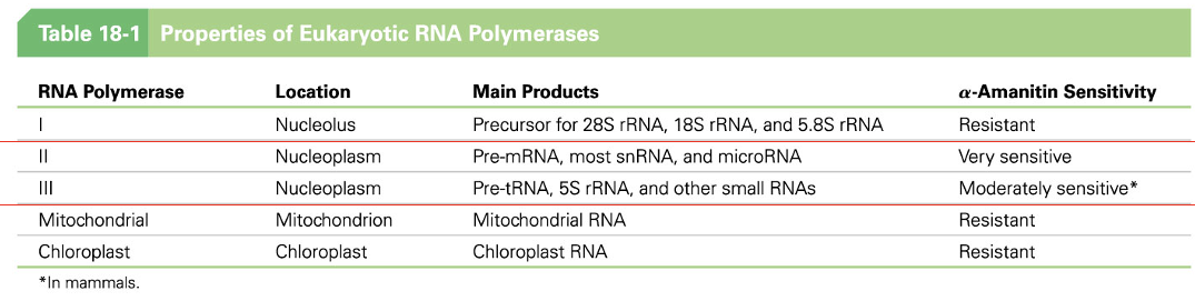 <ul><li><p><span>There are three RNA polymerases in the nucleus, designated RNA polymerases I, II, and III</span></p></li><li><p><span>We will focus on just II and III</span></p></li></ul><p></p>