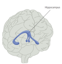 <p>Involved in encoding, consolidating and retrieving explicit memories. </p><p>Transfers newly encoded explicit memories to relevant parts of the brain for permanent LTM storage.</p><p>Interacts with the Amygdala to link emotions to memories (hippocampus encodes explicit memories of event, whereas amygdala encodes emotions related to event).</p><p class="MsoNormal">When you retrieve memory from neocortex, hippocampus will enable recall of where, when, who about event. Your amygdala will also be activated during retrieval, so remember your emotions during the event. Sympathetic nervous system reactions (heart rate, goosebumps and sweating) that have been linked to memory may also recur.</p>
