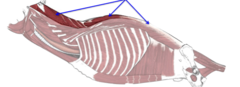 <p>What muscle is shown?</p>