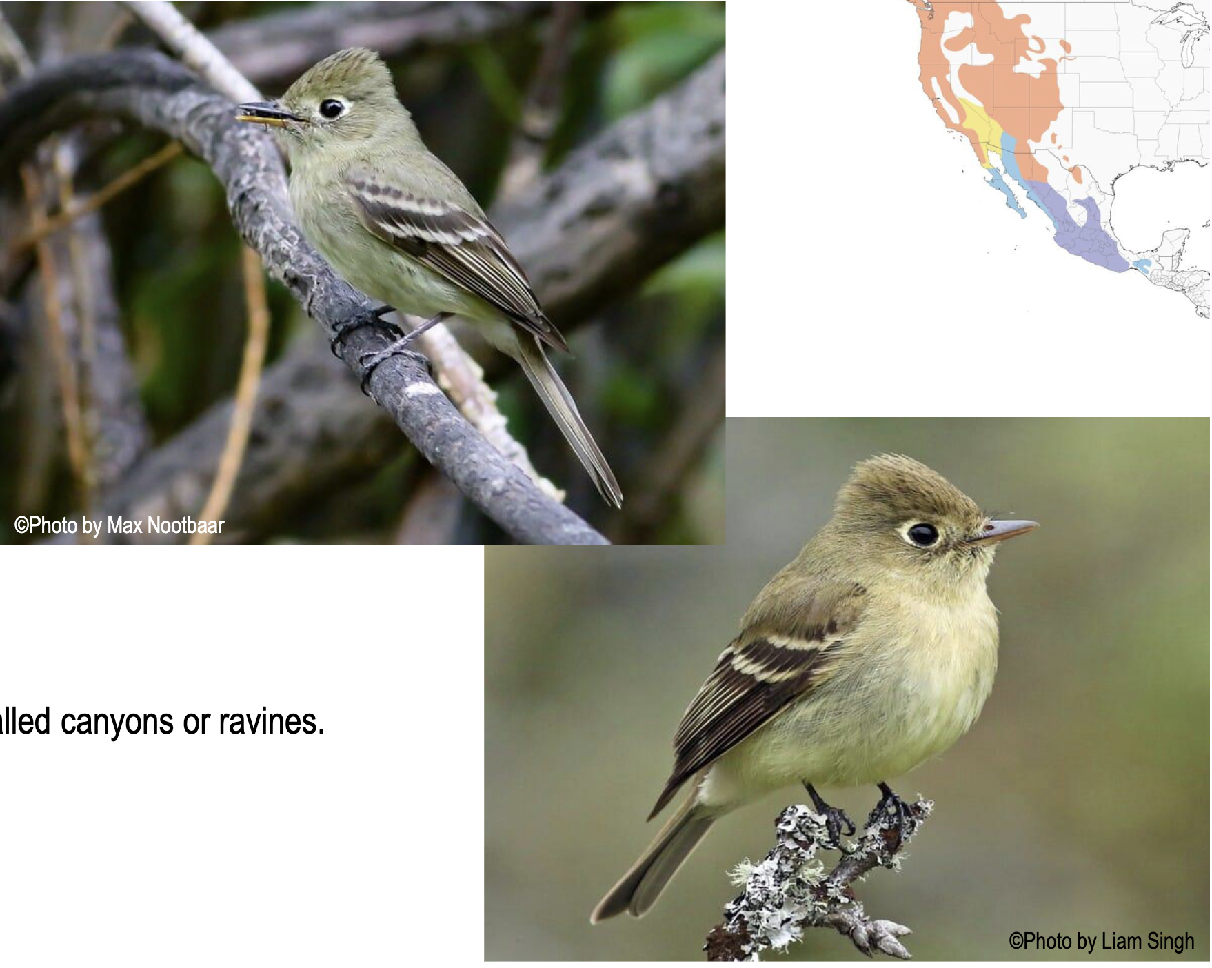 <p>Who is this? (WHW)</p><p>⢠Olive-green with yellow to white wing bars</p><p>⢠Pale, teardrop-shaped eye ring</p><p>⢠Bill is broad and pale underneath</p><p>⢠Dull yellow breast and abdomen</p><p>⢠Head appears to have a short peak</p>
