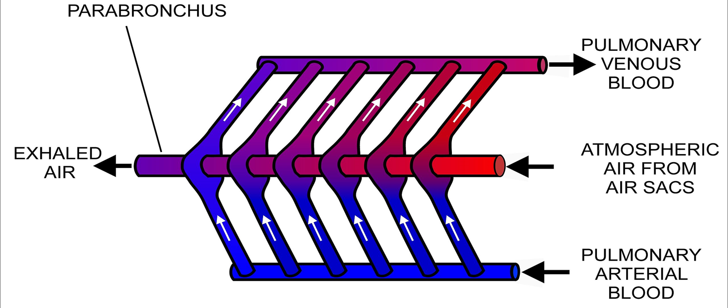 <p>Cross-current gas exchange</p>