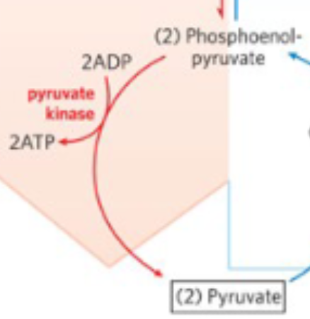 <p>Phosphoenolpyruvate (PEP) → pyruvate</p>