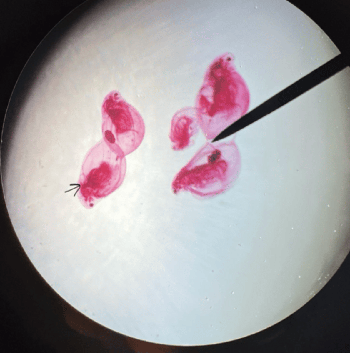 <p>subkingdom eumetaoza</p><p>phylum arthropoda</p><p>class crustacea</p><p>heart</p>
