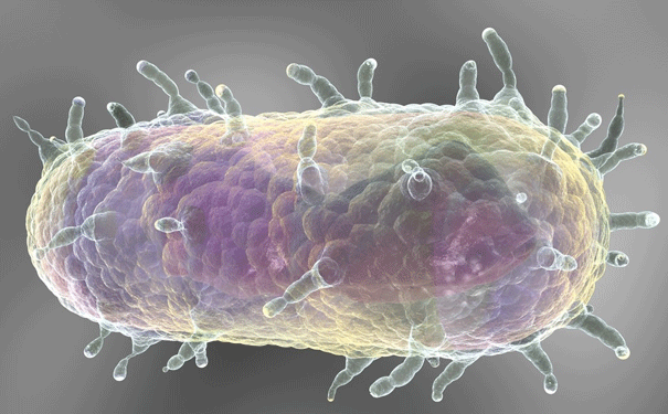 <p>Bubonic plague</p>