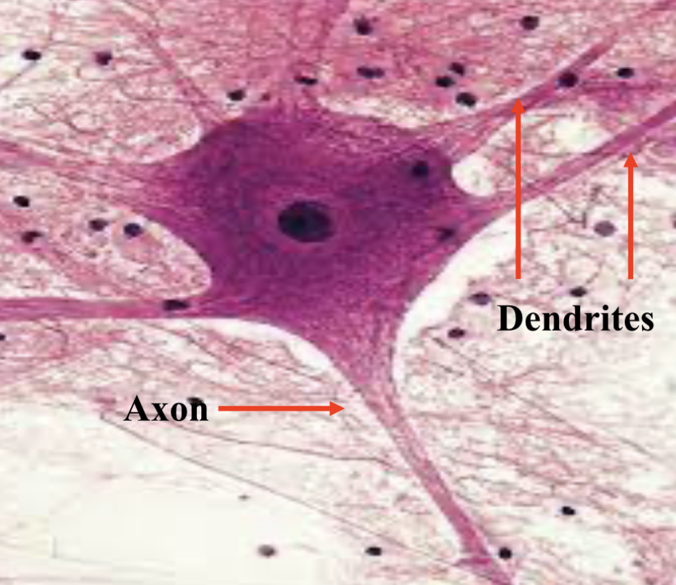 <p>The neuron cell body houses nucleus and cytoplasm, it contains a large number of ribosomes. It serves as the neuron’s control center and transmits electrical changes in membrane potential along its plasma membrane to the axon </p>