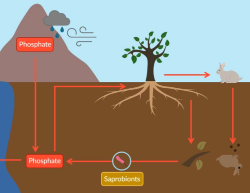 <p>1. Phosphate ions in rocks released (into soils / oceans) by erosion / weathering</p><p>2. Phosphate ions taken up through roots by producers and incorporated into their biomass (make bio mols)</p><p>○ Rate of absorption increased by mycorrhizae</p><p>3. Phosphate ions transferred through food chain e.g. as herbivores eat producers</p><p>4. Some phosphate ions lost from animals in excretion</p><p>5. Saprobionts decompose organic compounds e.g. DNA in dead matter / organic waste, releasing phosphate ions into soil</p>