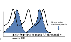 <p>The correct answer is B) Potassium channel. Activation of M2 muscarinic cholinergic receptors stimulates the G protein-gated inwardly rectifying potassium (GIRK) channels. Opening of GIRK channels allows efflux of potassium ions, leading to hyperpolarization and slower heart rate (bradycardia).</p>