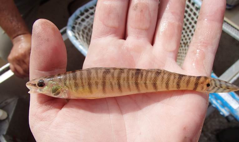 <p>Small and narrow. 2 Distinct Dorsal fins. </p>