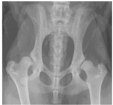 <p>Hip dysplasia breed & signs</p>