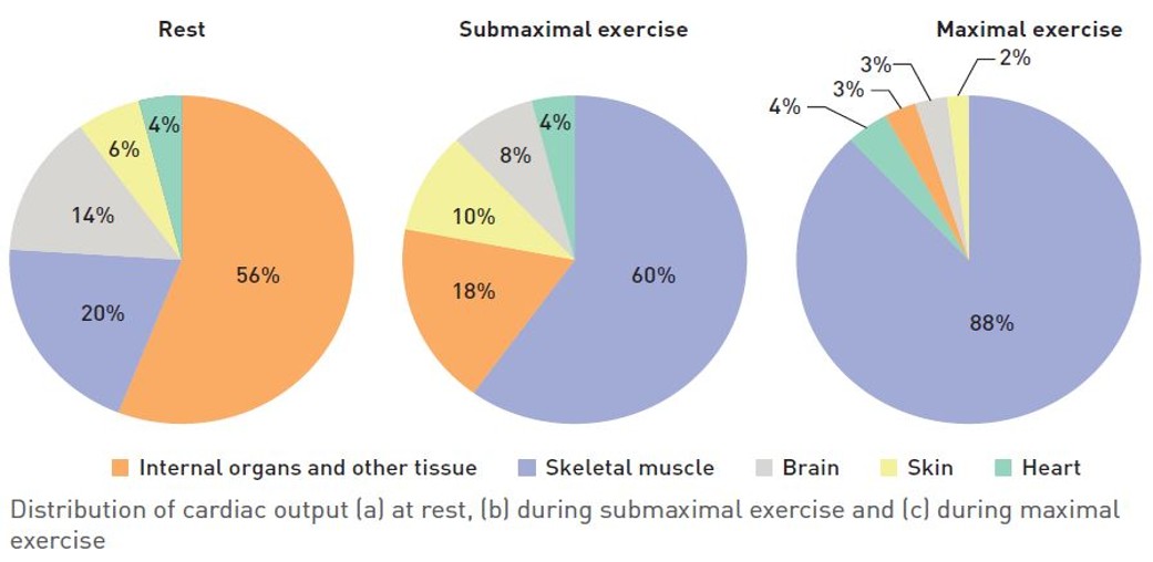 <ul><li><p>involves the redirection of blood away from major organs and towards the working muscles through simultaneous vasodilation + vasoconstriction. measured in % of blood flow to muscles out of total blood flow</p></li><li><p>purpose</p><ul><li><p>vasodilation - blood vessels (capillaries + arterioles) expand in diameter → allows for increased blood flow. </p></li><li><p>vasoconstriction - blood vessels constrict (sphincters close?) → decreases blood flow.</p></li><li><p>at rest, 15-20% of total blood flow is directed to skeletal muscles. during exercise, blood vessels to working muscles vasodilate and blood vessels to major organs (such as digestive system, reproductive system) vasoconstrict, making 80-90% of total blood flow directed to working muscles. increased blood flow to working muscles allows for greater amount of blood delivered/transported for diffusion and use by working muscles for aerobic energy production</p></li></ul></li><li><p>purpose - increase of blood flow to working muscles (through redistribution) →</p></li></ul><p></p>