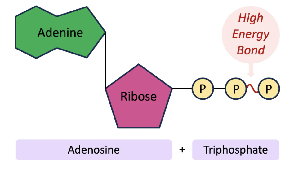 <p><span>adenosine triphosphate</span></p>