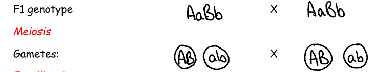 <p>alleles are fixed on a chromosome so gametes can only be formed from the alleles on the same chromosome</p>