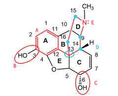 <p>Which group is required for receptor binding?</p>