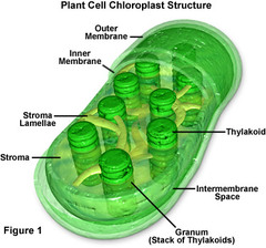 <p>Found in plants and some protists, carry out photosynthesis. Type of plastid which is a double membrane organelle found exclusively in plant cells and algae.</p>