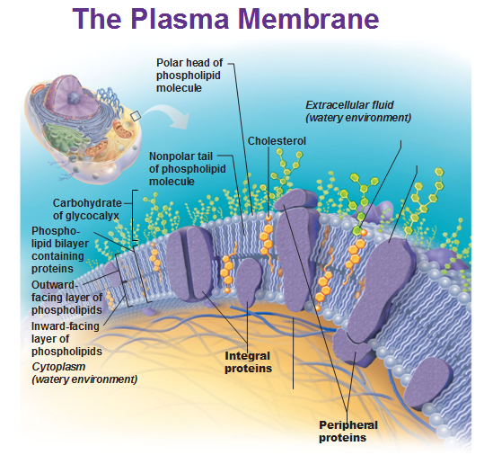 <p>Made of proteins and lipids</p><p>Is selectively permeable through either active or passive mechanisms </p>