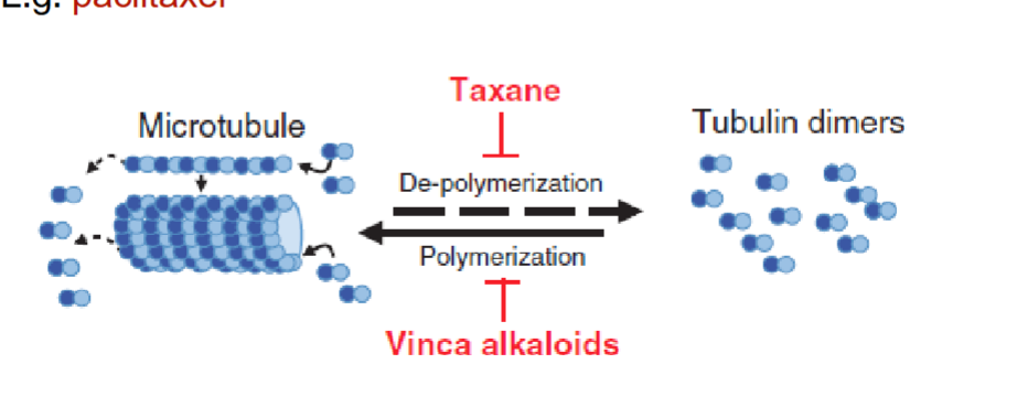 <p>(taxanes) natural chemo agent from Pacific yew tree</p><p>promotes high affinity microtubule assemnly → affects M phase</p>