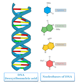 <p>- In 1953, Watson and Crick introduced a double-helical model for the structure of DNA, conforming to previous X-rays and chemical properties of the molecule</p><p>- They did this primarily through looking at the photo Franklin made, as its width determined that a purine (A or G) always pairs with a pyrimidine (C or T), explaining Chargaff’s findings</p><p>- With this discovery, it soon became widely accepted among scientists that:</p><ul><li><p>Hereditary info is encoded in DNA and reproduced in all cells of the body</p></li><li><p>DNA directs the development of biochemical, anatomical, physiological and (to some extent) behavioral traits</p></li></ul><p></p>