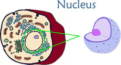 <p>nucleus of a cell</p>