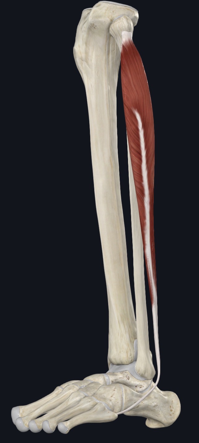 <p>Fibularis Longus Action</p>