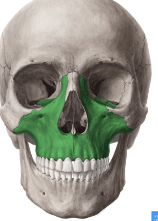 <p>highlighted green</p>