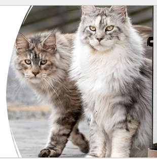 <p>A pale undercoat with dark tips on fur due to genetic mutation which affects the pigment distribution along the hair shaft and creates smoke pattern</p><p>Persian and Maine coon</p>