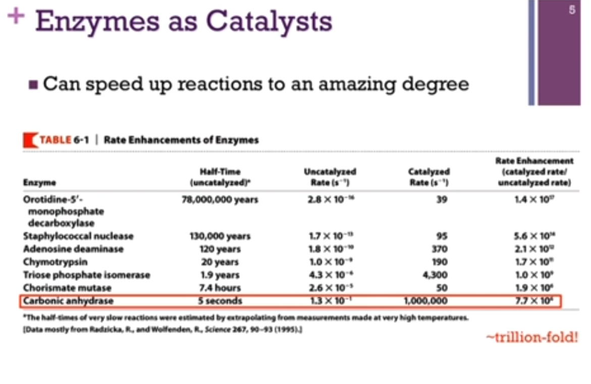 <p>Can speed up reactions to an amazing degree! Table from book, representing the rate enhancement of enzymes. First column = name of enzyme. 2nd column = half-time. 3rd column = rate of the uncatalyzed reaction (how MANY times it HAPPENS per second [?] [I don’t think so; Chat: the uncatalyzed rate = the rate at which A chemical reaction occurs without a catalyst [this makes more sense to me] [actually, no! the video is correct; the rate is how much product per unit of time!). Next column = catalyzed rate; how fast it happens with the aid of the enzyme. Last column = rate enhancement; THE <strong>CATALYZED RATE </strong>DIVIDED by the UNCATLYZED RATE; how much <strong>FASTER </strong>did the reaction go! (think: if we are looking at rate enhancement; we are looking at how much FASTER is the reaction going to go! put the FASTER in the numerator??). Units across Uncatalyzed Rate and Catalyzed Rate = s^-1.</p><p>Reminder: The enzyme carbonic anhydrase is responsible for maintaining the equilibrium between carbon dioxide and bicarbonate (CO2 + H2O <=> H2CO3 <=> H+ + HCO3-) are very important buffering system in the blood (think maintaining pH in the blood!).</p><p>Last row = carbonic anhydrase. Uncatalyzed rate = <strong>0.13 per second</strong>. <strong>AKA several seconds would have to pass before the reaction occurred? </strong>(interesting wording?) (Clarification: If the <strong>uncatalyzed rate constant</strong> is <strong>0.13 s⁻¹</strong>, that means each reactant molecule has about a <strong>0.13 probability per second</strong> of reacting. A useful approximation is: average time for one reaction is approximately 1/k. So, 1/(0.13 s^-1) is approximately 7.7 seconds! This means that, on average, a given molecule would take about 8 seconds to react without the enzyme!) In the presence of the enzyme, the catalyzed rate is 1 M <strong>TIMES </strong>per second. The chemical reaction OCCURS 1 M times in 1 second!! That represents a rate enhancement of a trillion (a trillion = 1,000 billion) fold! A truly amazing degree of rate enhancement. Not all enzymes work this fast but with all the chemical reactions that need to occur in a living cell, without enzymes, we couldn’t carry out those reactions on a time scale that would make life possible.</p>