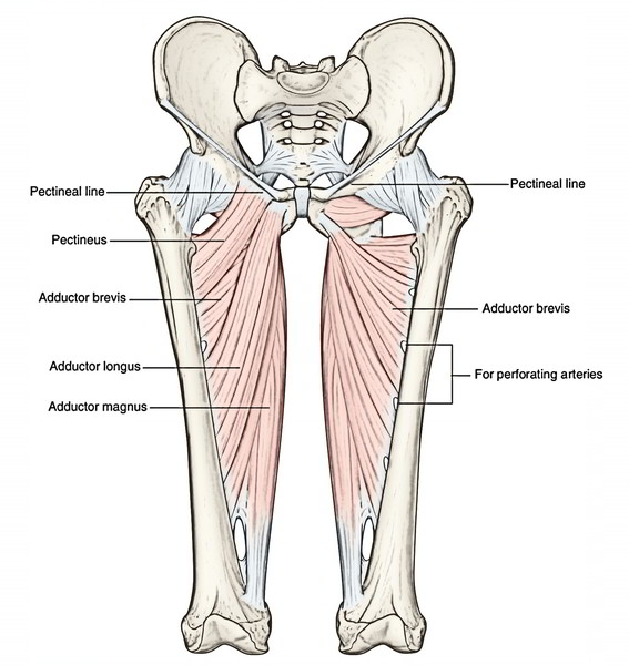 <ul><li><p>a flat muscle found in the superomedial part of the anterior thigh</p></li><li><p>typically classified as a muscle of the adductor compartment</p></li><li><p>adducts, flexes, externally rotates, internally rotates the thigh at the hip joint and stabilizes the pelvis and balances the trunk on the lower extremity during walking</p></li></ul><p></p><p>origin → superior pubic ramus (pectineal line of pubis)</p><p>insertion → pectineal line of femur, linea aspera of femur</p><p>action → thigh flexion, adduction, external rotation, internal rotation at the hip joint; pelvis stabilization</p><p>innervation → femoral nerve & obturator nerve (L2, L3)</p><p>blood supply → medial femoral circumflex artery, obturator artery</p>