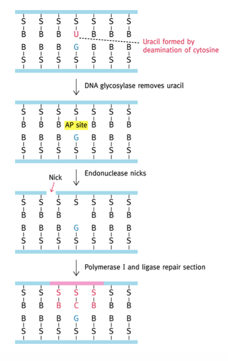 <p>Réparation par excision d’une base</p><p>1) Reconnaissance désamination d’une cytosine (→ uracile) ou adénine (→ hypoxanthine) par glycolase</p><p>2) Hydrolyse base → site AP (glycolase)</p><p>3) Hydrolyse partielle autour du site AP (endonucléase)</p><p>4) Réparation (Pol I, ligase)</p>