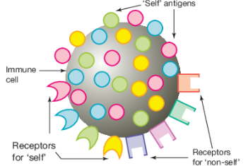 <p>Antigens</p>