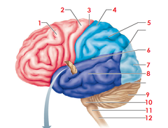 <p>7</p>