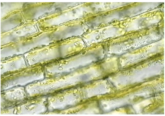 <p>cytoplasmic streaming in plant cells is done with myosin walking to the ___ end of F-actins</p>