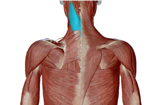 <p>what muscle is this </p>