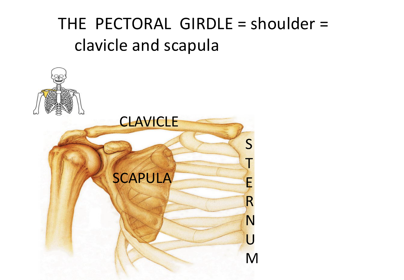 <p>Clavicle <strong>The Shoulder </strong></p>